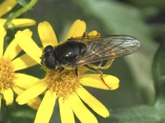 Cheilosia canicularis