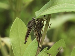 Triorla interrupta