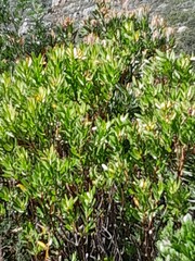 Leucadendron xanthoconus