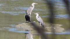 Ardea cinerea