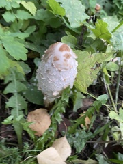 Coprinus comatus