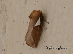 Prolimacodes trigona