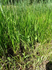Rumex hydrolapathum