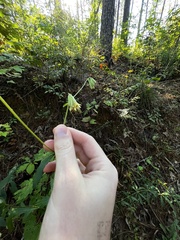 Nabalus serpentarius