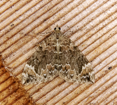 Dysstroma citrata