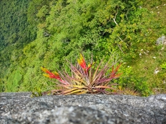 Tillandsia fasciculata