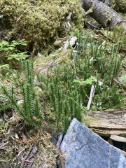 Lycopodiaceae