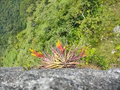 Tillandsia fasciculata