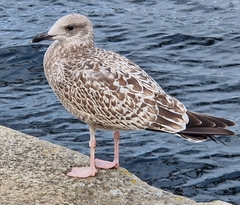 Larus argentatus