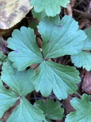 Waldsteinia fragarioides