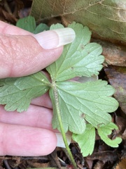 Waldsteinia fragarioides