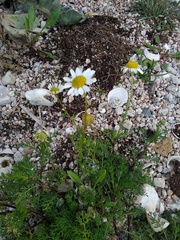 Tripleurospermum maritimum