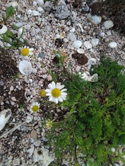 Tripleurospermum maritimum