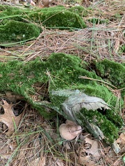 Dicranum montanum