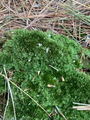 Dicranum montanum