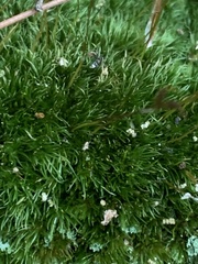 Dicranum montanum