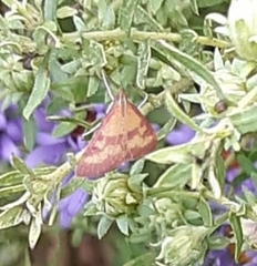 Pyrausta laticlavia