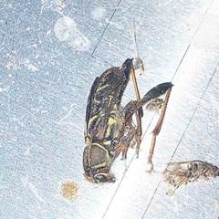Neoclytus mucronatus