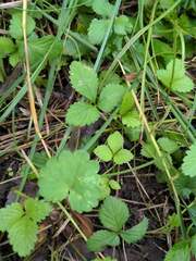 Potentilla indica