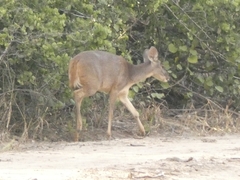 Mazama gouazoubira
