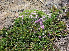 Phlox diffusa