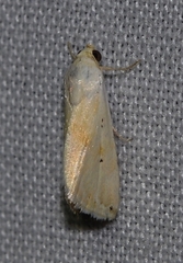 Eublemma ostrina