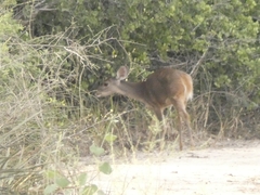 Mazama gouazoubira