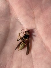 Polistes aurifer