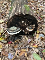 Fomitopsis pinicola