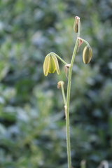Albuca viscosa