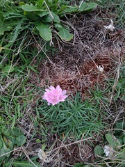 Armeria maritima