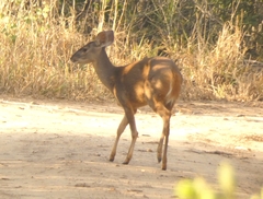 Mazama gouazoubira