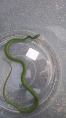 Philothamnus natalensis