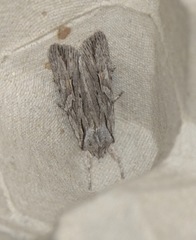 Lithophane leautieri