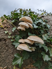 Oudemansiella mucida