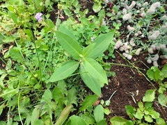 Asclepias syriaca