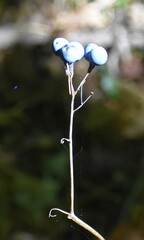 Caulophyllum thalictroides