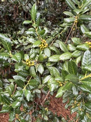 Ilex cornuta