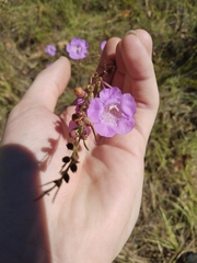 Agalinis fasciculata