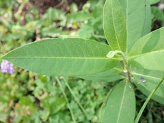 Asclepias syriaca