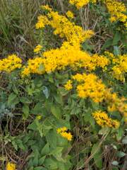 Solidago rugosa
