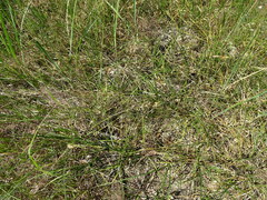 Carex arenaria