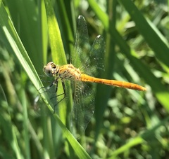 Sympetrum tibiale