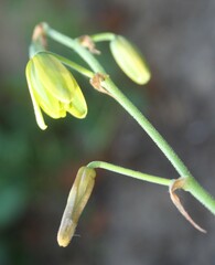 Albuca viscosa