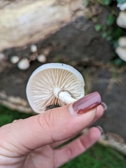 Oudemansiella mucida