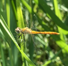 Sympetrum tibiale