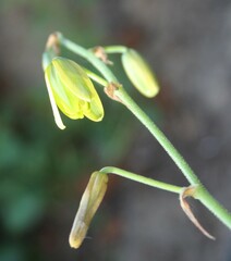 Albuca viscosa