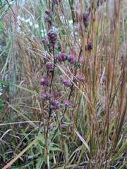 Liatris