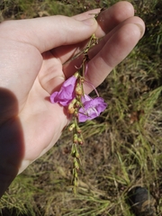 Agalinis fasciculata