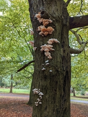 Oudemansiella mucida